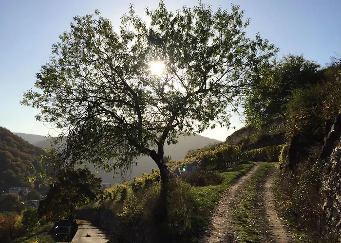 Schuster Und Gaestehaus Рюдесгайм-ам-Райн